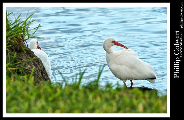 "White Ibis." 12-2016. Image © Phillip Colwart Photography 985.542.8216.